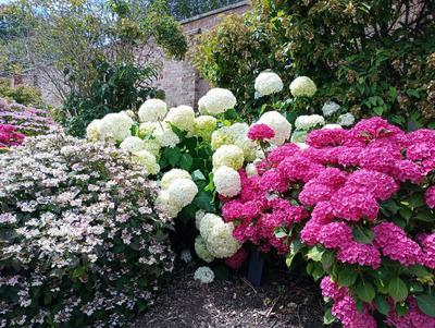 EMRG summer walk 2026 hydrangeas.jpg