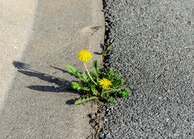 Dandelion growing in tarmac road representing resilience