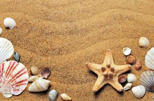 A collection of seashells and a starfish arranged on golden beach sand. The centerpiece is a tan-colored starfish surrounded by various shells 