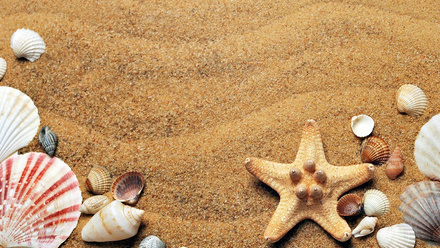 A collection of seashells and a starfish arranged on golden beach sand. The centerpiece is a tan-colored starfish surrounded by various shells 