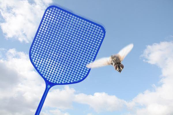 Fly swat.jpg