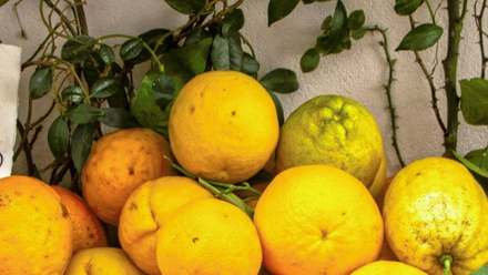 iStock-1015408938 lemons2.jpg