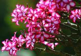 Pink flowers 