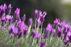 Lavender flowers 