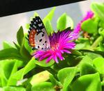 A butterfly on a pink flower amongst green leaves 